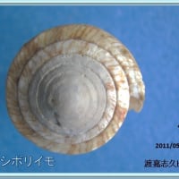 ヤナギシボリイモ
