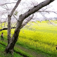 "ピンク＆イエロー”　藤原京の春コラボ　～菜の花と桜　②