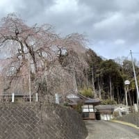 「美和満福寺のしだれ桜」