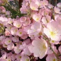 ヒルザキツキミソウ　昼咲月見草　アカバナ科　淡いピンクの低草花です。今日の野鳥：アオジ