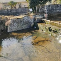 水辺の白鷺