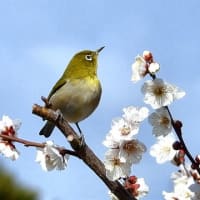 大阪城　梅林　メジロ（２０２５年３月７日）動画