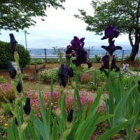 清和公園の5月の花