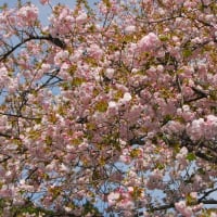 龍安寺の桜