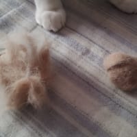 抜け毛の季節？