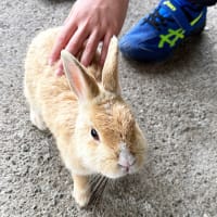 椿花ガーデン・うさぎの森