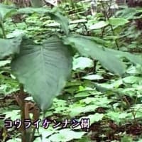 海鳥のサンクチュアリ　天売島と森林浴を楽しむメルヘンの焼尻島　６４回目　焼尻島
