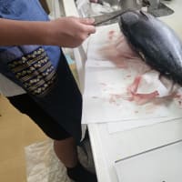 料理大好きな琉守が大きなヨコワをお造りに(#^.^#)