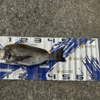 9月7日　イカダ釣り釣果