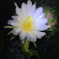 「柱サボテン」の花が咲いた！全く気が付かなかった。蕾が残っていたので、もしやと思って深夜に外に出てみると、薄闇の中に大きな白い花！しばし猫といっしょに鑑賞する！