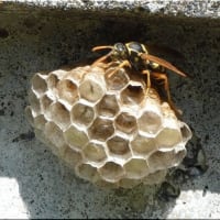 フタモンアシナガバチ、と思うのですが～？。