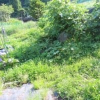 田舎へ　６月　⑤