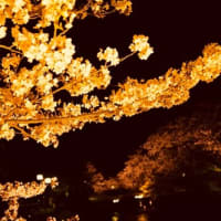 お花追っかけ～～・・・＠五条川　夜桜