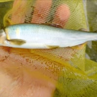 【釣】解禁2日目は叩かれ済でムズい状況　（2025/06/02　鮎　笹子川）