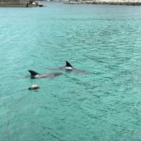 高知　柏島でやっと野生のイルカに会えました！