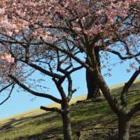 近くの公園の河津桜