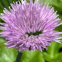 音紡戯農園だい74話:アサツキにも花が…