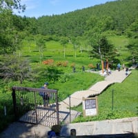 スズランの花咲く入笠山へ