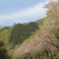 片上鉄道廃線跡の桜