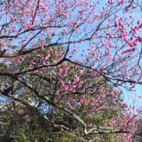京都へ行きました