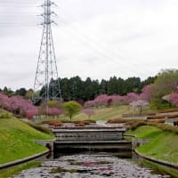 静峰ふるさと公園 八重の桜 2000本