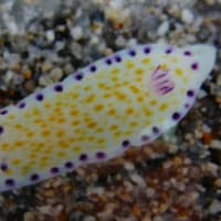 ウミウシいっぱい