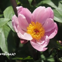 「牡丹・越の苑の花が咲きました」　MY　GARDEN　2022.06.26日撮影