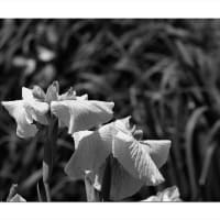 花菖蒲　眩しき白黒の詩