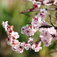 河津桜・ハクモクレンが盛り