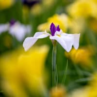  小岩菖蒲園（その２：花菖蒲いろいろ）