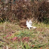 晴れの日、公園猫