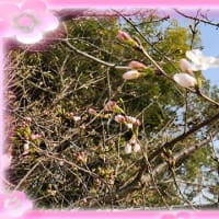 そば畑の桜の開花