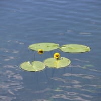 花々の彩り、初夏の尾瀬ヶ原１日目（2014年７月12日）