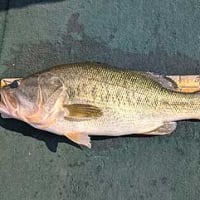M様のバスフィッシング（琵琶湖）。