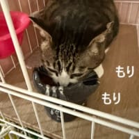 おさかな　ぺろり。