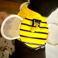 あめのしずく。