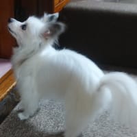 日本人は素晴らしい～