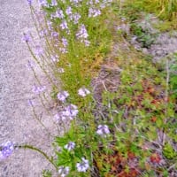 雑草