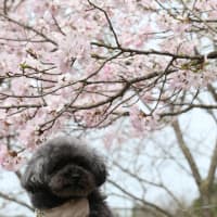 桜満開まんのう公園