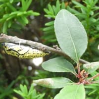 つれづれなるままに　1506　カエルの種類エゾアカガエル