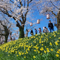 今年もさくらで気分も満開🌸