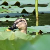 身近な鳥さんたちに出会いたい‼️  2024.9.1   撮影