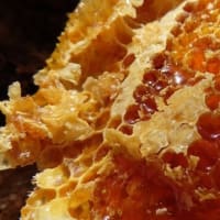 日本蜜蜂に感謝