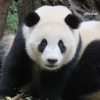 成都のパンダ達 ⑻