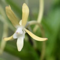 鉢植えのフウラン（３） 「黄鳳」