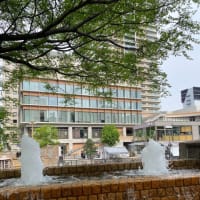 納屋橋の栴檀の花