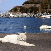 瀬戸内G島の猫たち　2025年2月　その15