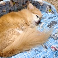 ６回目の月命日でした