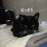 拗ねたココさん
