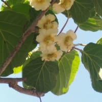 ｷｳｲﾌﾙｰﾂの花